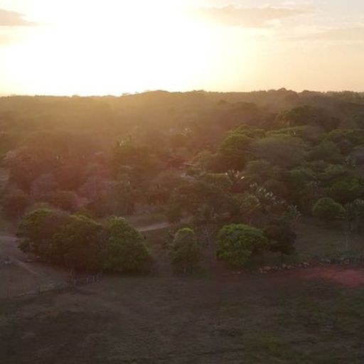 orocanna carrusel 05 512 x 512px