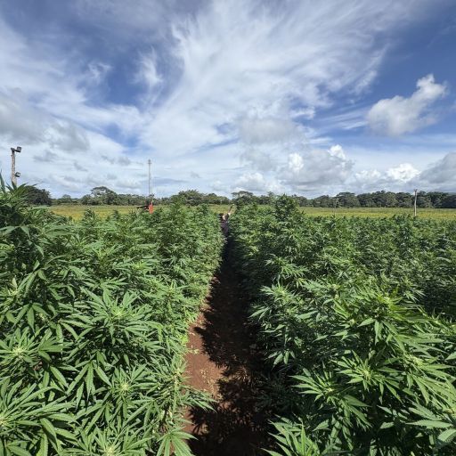 El cáñamo industrial: un cultivo versátil para el desarrollo agrícola sostenible